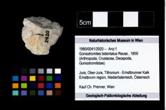 Foto (Objekt + Etikett) von Goniodromites bidentatus (Reuss, 1859)  (NHMW-GEO-1990-0041-2920)
